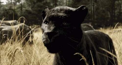 Black Panther GIF - Black Panther Bahgerra GIFs