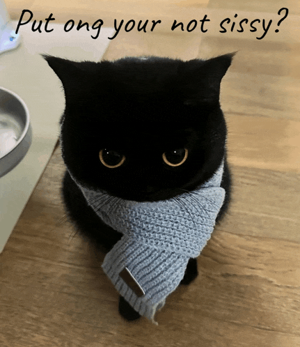 a black cat wearing a blue scarf with the words put ong your not sissy