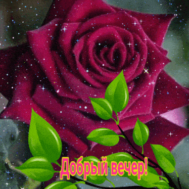 a purple rose with green leaves is surrounded by foreign writing