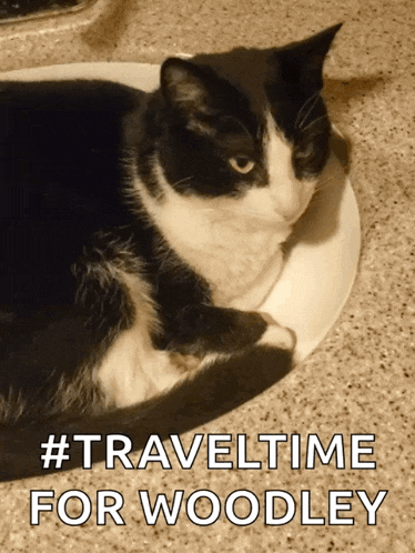 Tuxedo Cat Slow Blinks GIF