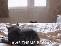 Cat Jaws Theme Begins GIF - Cat Jaws Theme Begins Peeping GIFs