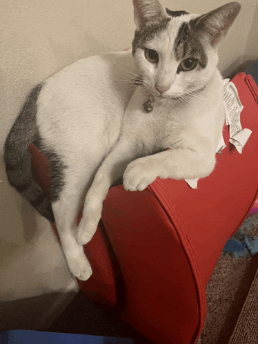 a cat is laying on top of a red container