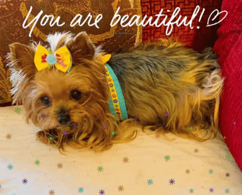 You Are Beautiful Cute GIF - You Are Beautiful Cute Dog GIFs