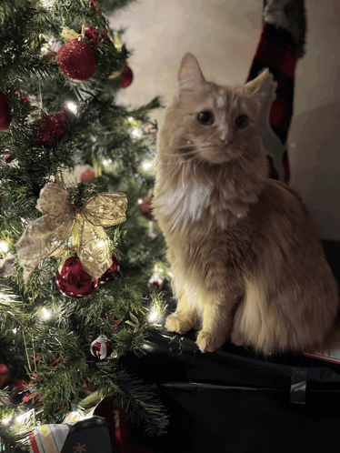 Christmas Cat GIF - Christmas Cat GIFs
