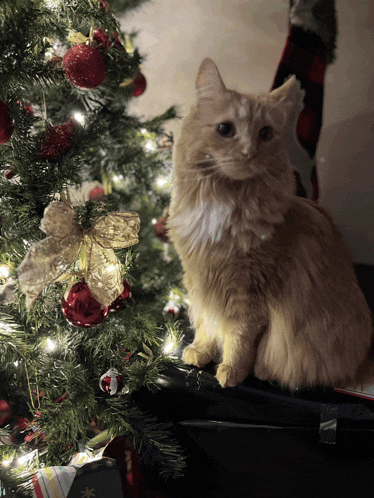 a cat sits in front of a christmas tree with decorations