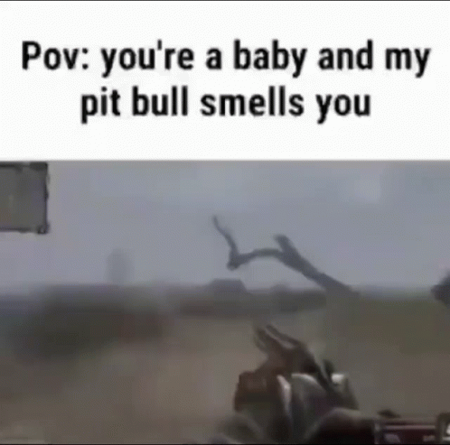 Pitbull Baby GIF - Pitbull Baby Pov GIFs