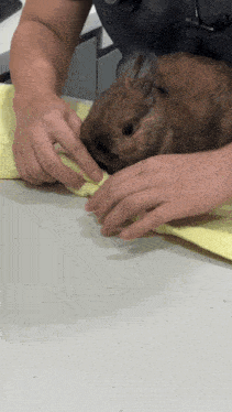 a rabbit is being examined by a veterinarian