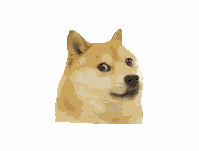 a doge with a surprised look on its face is looking at the camera on a white background .