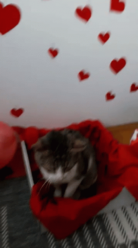 Stefan Panic Cat GIF - Stefan Panic Cat Valentines Day GIFs