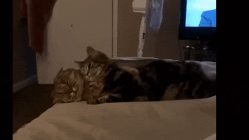 two cats laying on a bed with a fan in the background