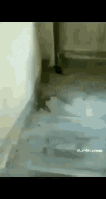 a cat is walking on a tiled floor in a room .