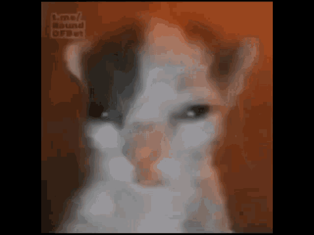 Cat Cursed Cat GIF - Cat Cursed Cat Meme GIFs