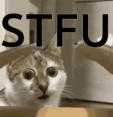 a cat is looking out of a box with the word stfu written above it