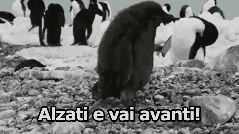 a black and white photo of penguins on a rocky beach with the words alzati e vai avanti !