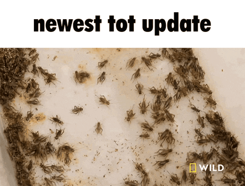 a bunch of crickets on a white surface with the words " newest tot update " above them
