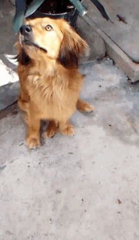a dog with a green leash around its neck looks up at the camera