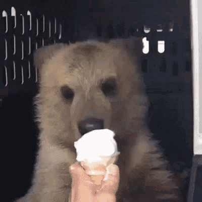 Bear Eat Vanila Ice Cream GIF - Bear Eat Vanila Ice Cream Ice Cream GIFs