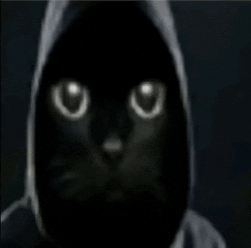 a black cat is wearing a hoodie and looking at the camera