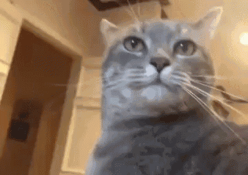a close up of a cat 's face looking at the camera .