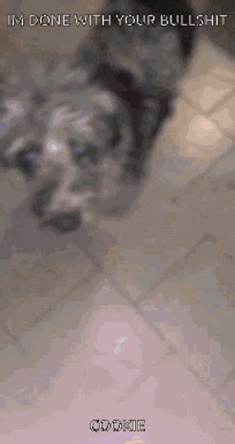 a dog with the words i 'm done with your bullshit cookie on the bottom