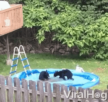 Fight Argument GIF - Fight Argument Bears GIFs