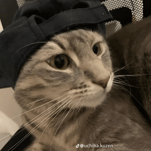 a close up of a cat wearing a hat with uchiha.kuzen written on the bottom