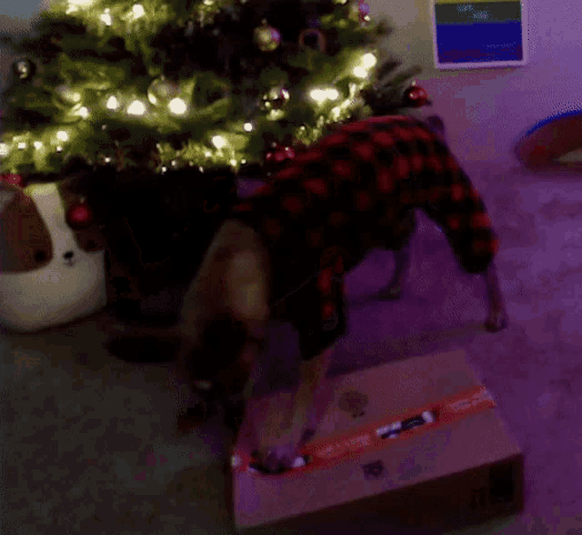 a dog is sniffing a box in front of a lit christmas tree