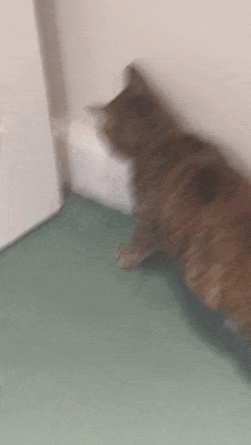 a blurry picture of a cat laying on the floor