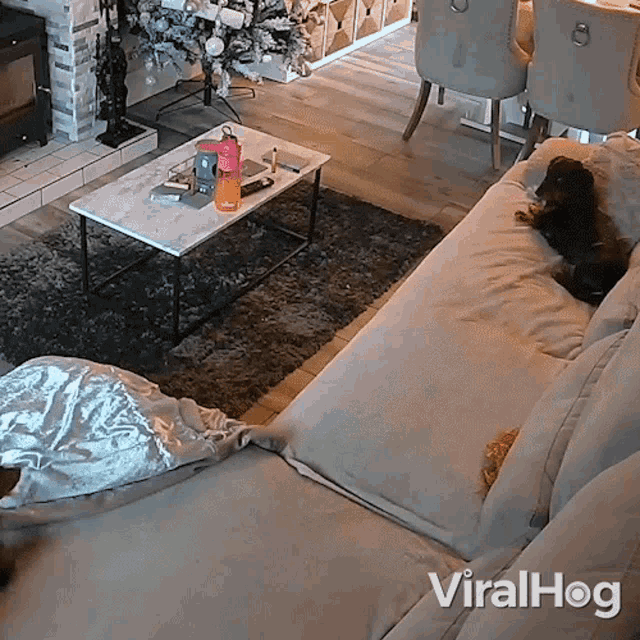 a dog is laying on a couch in a living room with the word viralhog written on the bottom