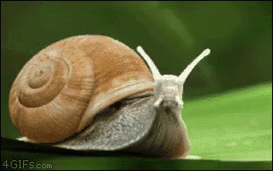 Rocket Snail GIF - Snail Battle Snail Wait For It GIFs