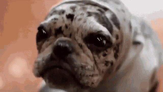 Seal Dog GIF - Seal Dog Bulldog GIFs