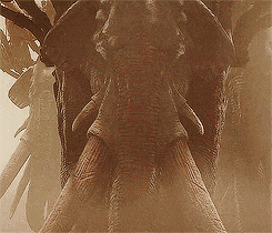 a close up of a statue of an elephant 's head and neck
