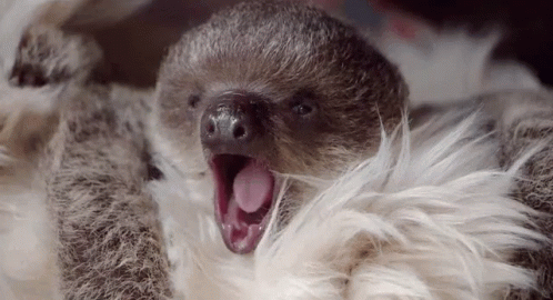 Sloth Animal GIF - Sloth Animal Cute GIFs