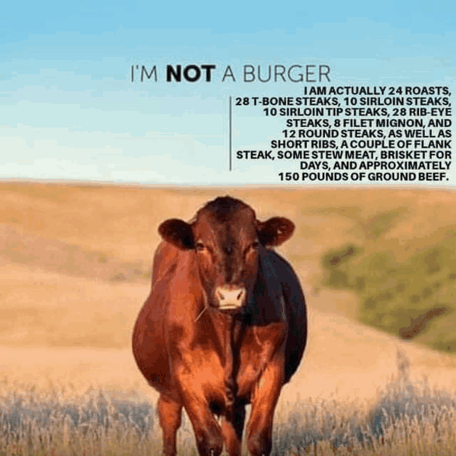 a cow is standing in a field with the words i 'm not a burger above it .