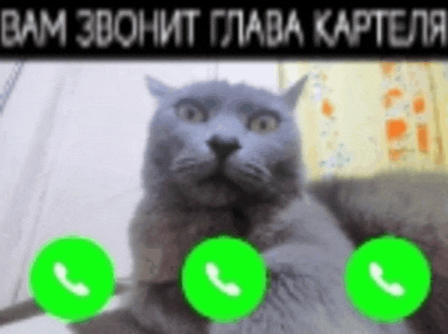 a gray cat is surrounded by three green circles with telephone numbers on them ..