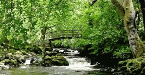 Nature Forest GIF - Nature Forest River GIFs