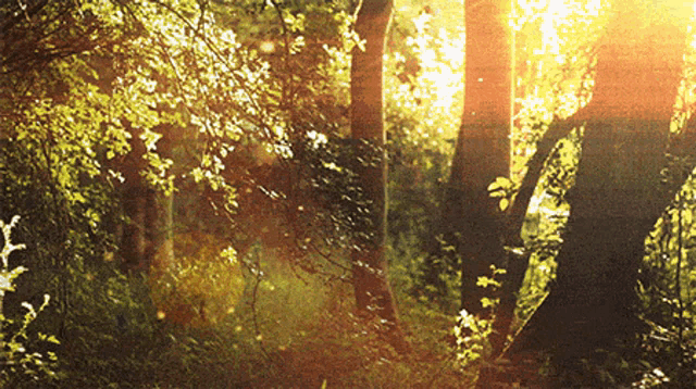 the sun shines through the trees in a forest