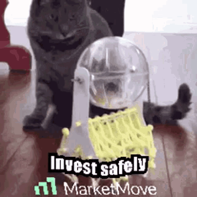 a cat is playing with a toy on a wooden floor .