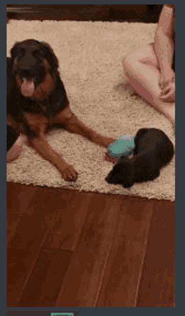 a dog and a puppy are laying on a rug on the floor
