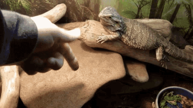Can Bearded Dragons Use Eco Earth GIF - Can Bearded Dragons Use Eco Earth GIFs