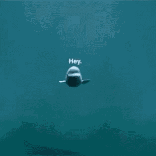 a beluga whale is swimming in the ocean with the words `` hey '' written above it .