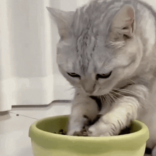 a cat is eating from a green bowl .