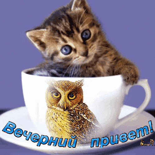 a kitten is sitting in a cup with a picture of an owl and the words " вечерний привет "