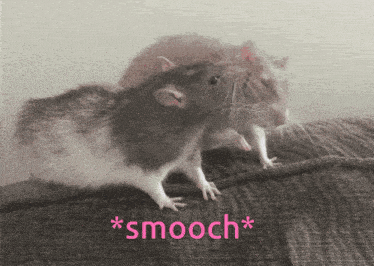 Rat Rats GIF - Rat Rats Smooch GIFs
