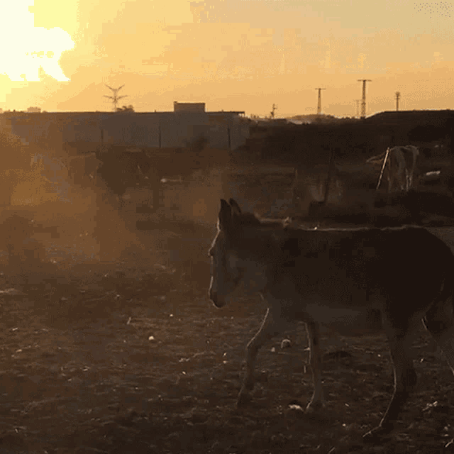 a donkey standing in a field with a sunset behind it