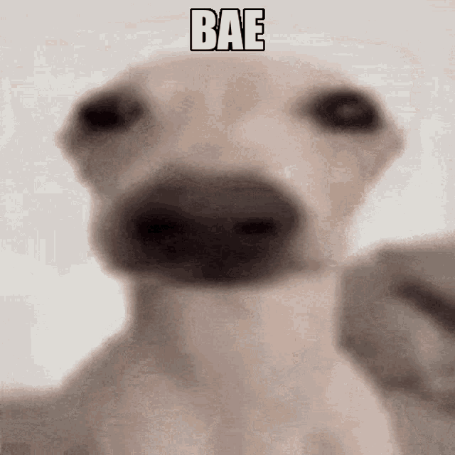 Bae Dog GIF - Bae Dog GIFs