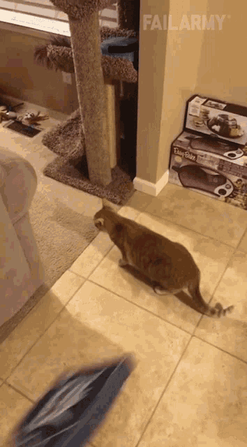 Cat Did Not See That Coming GIF - Cat Did Not See That Coming Shocked GIFs