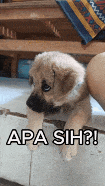 a puppy is sitting on a tiled floor next to the words apa sih ?