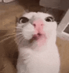 a white cat with a pink nose is looking up at the camera with a surprised look on its face .