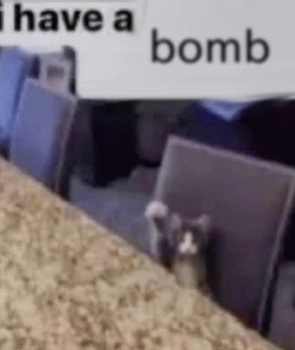 Cat With Hand Up Cat With Bomb GIF - Cat With Hand Up Cat With Bomb Silly GIFs